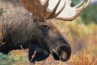 Columbus Moose