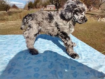 My online picture at 9 weeks
