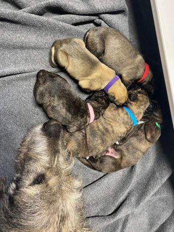 I am the orange collar at 3 days old
