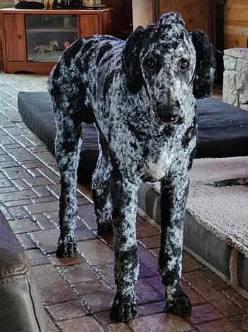 Ollie with his "mohawk" 03/23
