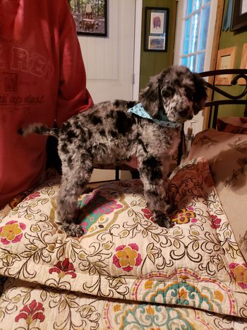 11/20 after my first grooming visit
