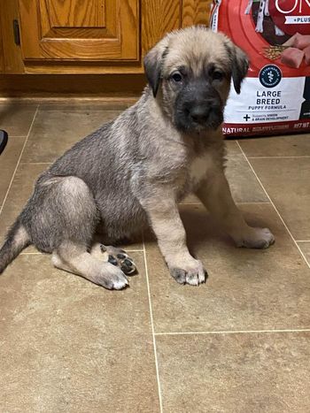 5 weeks old
