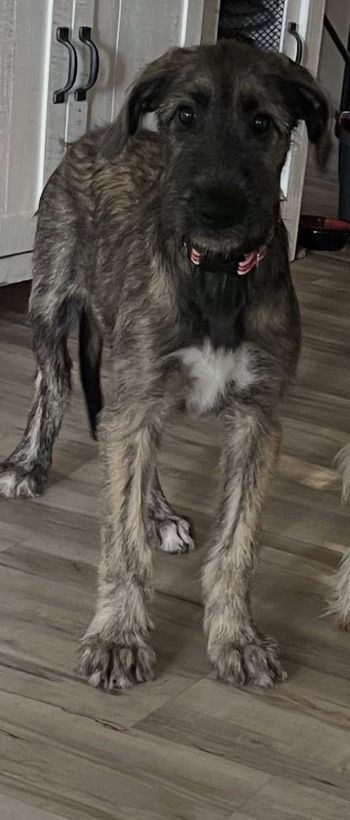 13 weeks
