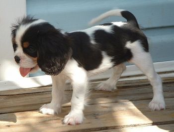 "Buckingham's Wave of Justice"- Reese has gone to his new home with Gen. Robert & Diane in Atlanta, Ga.
