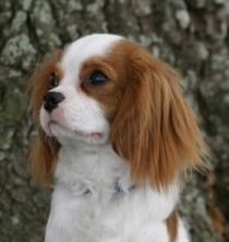 "Cooper" & "Jake" are spoiled and much loved by Barbara in Tampa, Florida
