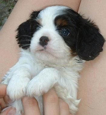 This is "Zipper" at 3 weeks
