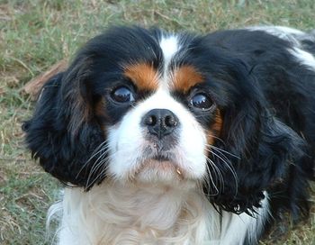 And you want what? "Buckingham's Dueces Gone Wild" AKA "Duece". This sweet boy has gone to his new home in Atlanta, Ga.
