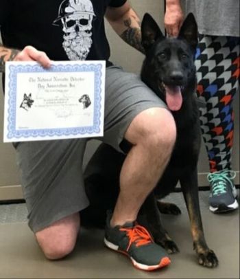 Our first Narcotic dog out of Shadow Von Blitzenhaus.
