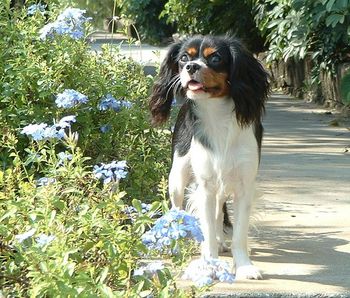 Buckingham's Sweet Liberty (pictured at 19 mos.). She & Ivan are my work companions.
