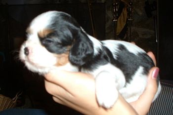 This is "Pip", he was the runt of the litter.
