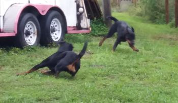 Crazy in motion!!
