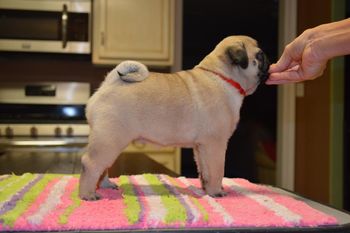 8 weeks old
