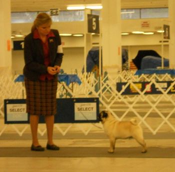 2011 Atlanta Pug Specialty Grand Sweepstakes Winner and Reserve Dog
