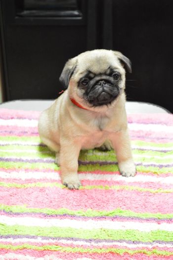 8 weeks old
