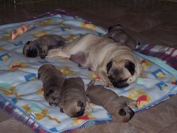 Momma Pug
