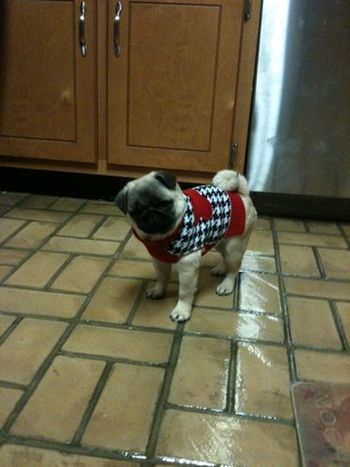 Loretta in her Alabama sweater
