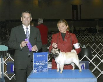 Joe's first win. Four Point Major at six months old.
