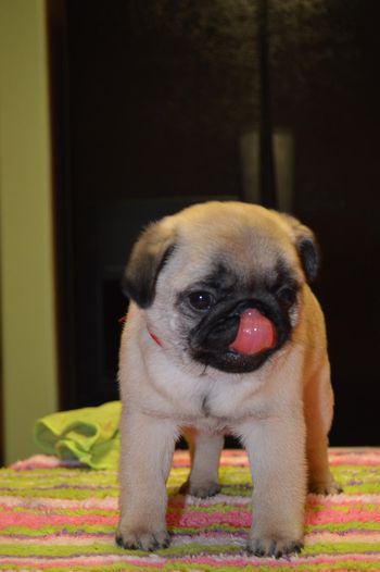 8 weeks old
