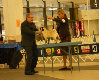 2011 Atlanta Pug Specialty
