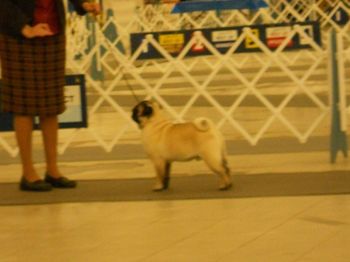 2011 Atlanta Pug Specialty
