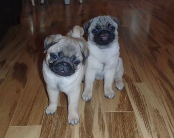 Flower & Gladys
