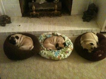 Casey, Ava, & Loretta. All Cindy Lou daughters.

