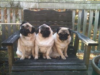 Cindy Lou's daughters. Casey, Ava, and Loretta
