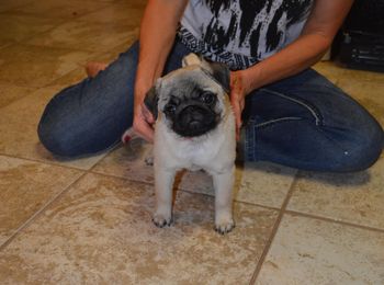 12 weeks old
