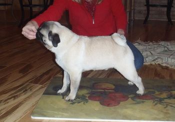 6 months old
