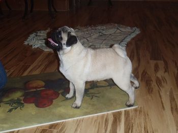 6 months old
