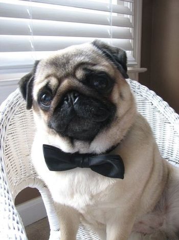 Casey playing dress up
