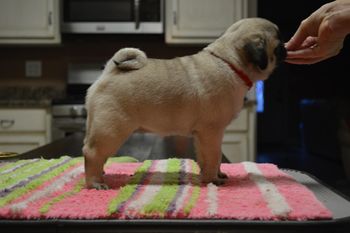8 weeks old
