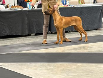 Go to your National Specialty show they said!  It's a GREAT place to learn to be a show pup!!
