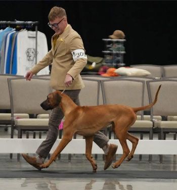 Yep!  Puppy antics in the ring!  That's the way to show off!

