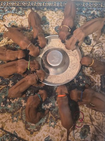 Chow Time!!
