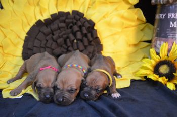Rose, Honey and Sunny
