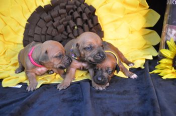 Rose, Honey and Sunny
