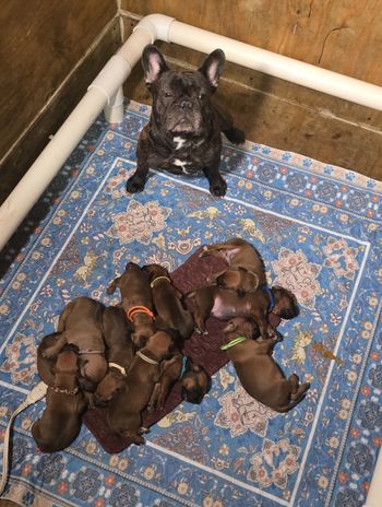 What????  These are MY puppies!
