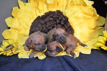 Rose, Honey and Sunny

