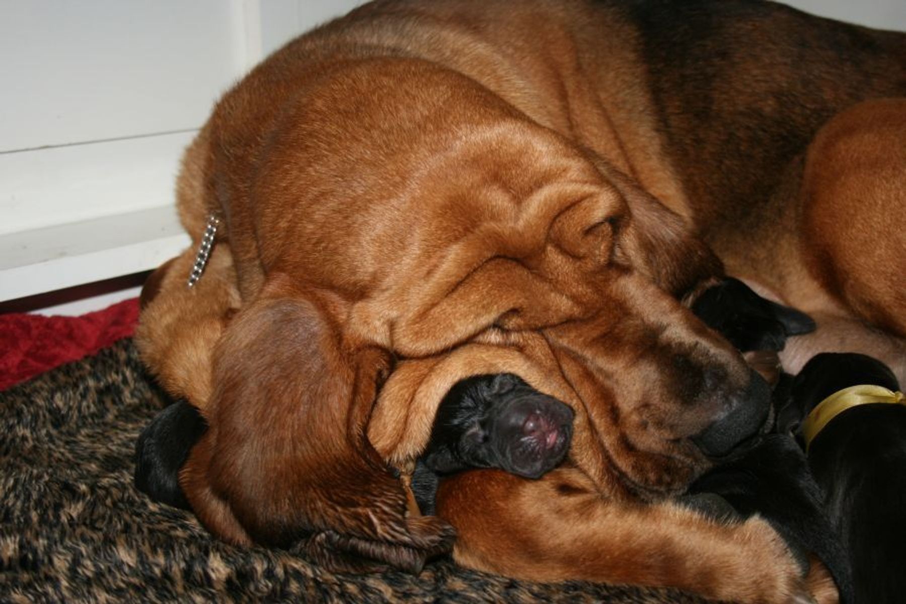 Legend Bloodhounds and Bracchi Italiani