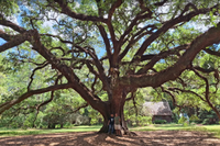 Litchgate Tree Faerie Festival with Faerie Elaine Silver and Others 