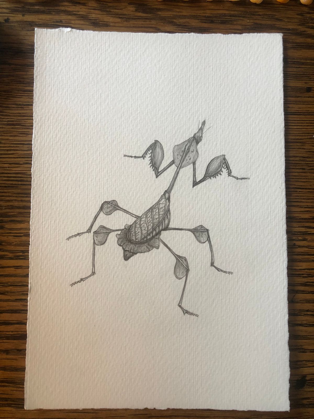 Gongylus Gongylodes