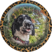THE BALLAD OF BROOKLINE SMALL DOOR & OLLIE by Brookline Small Door featuring Ollie