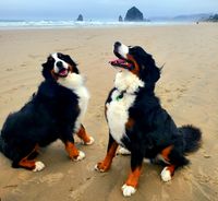 Berners, Beach and Brew, 2.0