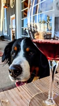 September Wine Tasting & Potluck - bring your Berners!