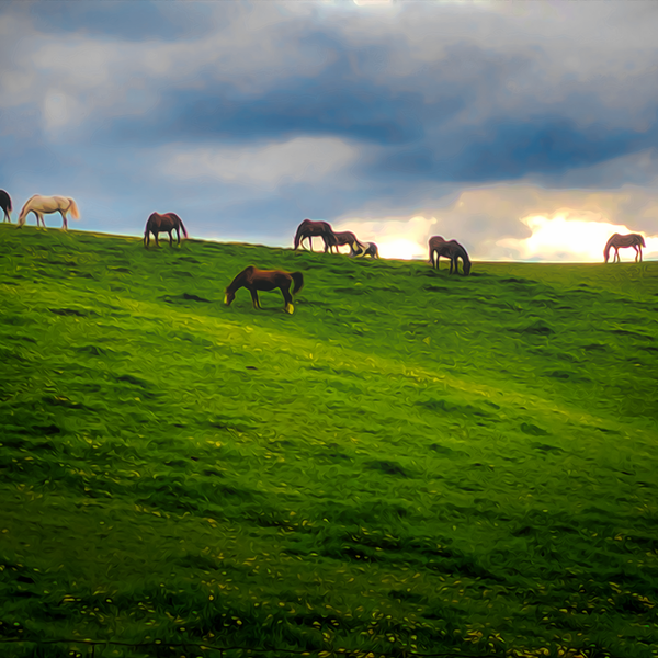 'Horse Hill'