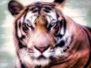 'Inner Tiger'