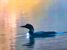 'Morning Loon'