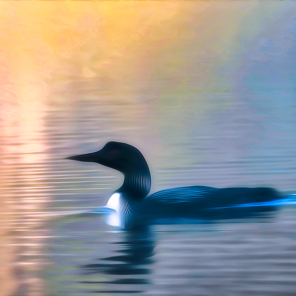 'Morning Loon'