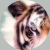 'Inner Tiger'